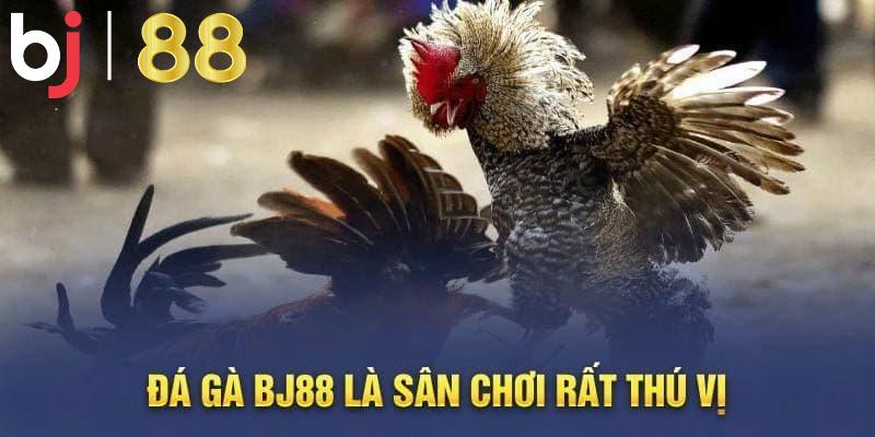 Tiết lộ những lợi ích khi chơi tại sảnh đá gà